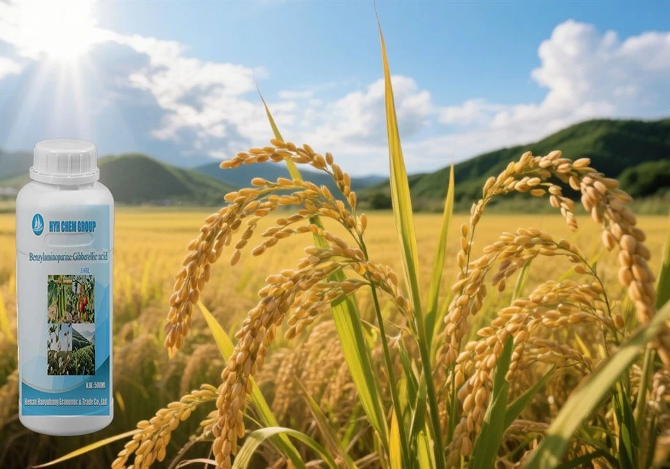 Improve The Fruit Setting Rate Benzylaminopurine·Gibberellic Acid CAS No.77-06-5 For Cucumber And Tomato high quality