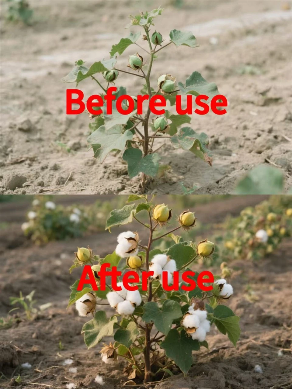 Efficient And Low-Toxic Thidiazuron 80%WP CAS: 51707-55-2 Specially Used For Grapes And Cotton suppliers