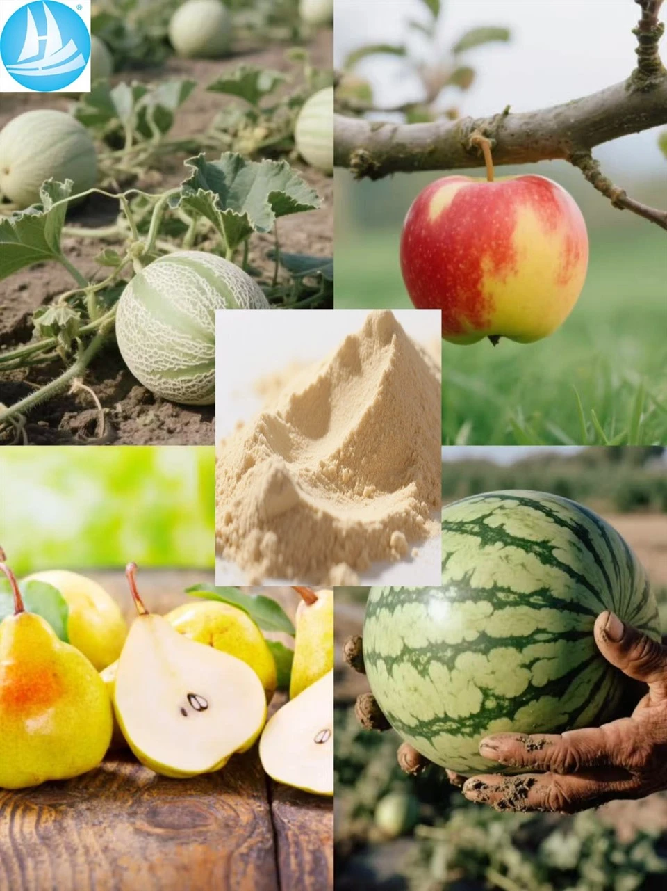 Efficient And Low-Toxic Thidiazuron 80%WP CAS: 51707-55-2 Specially Used For Grapes And Cotton factory