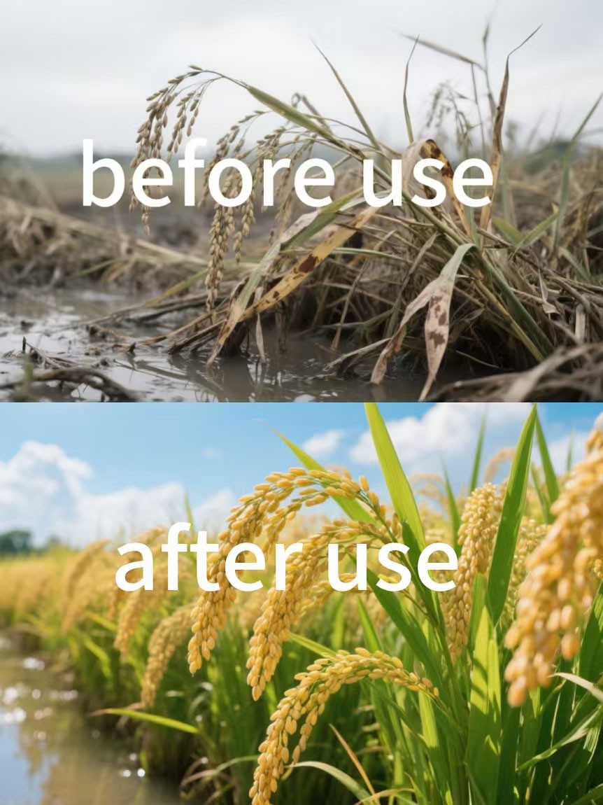 Enhance The Ability To Resist Lodging Paclobutrazol 90%TC CAS No.76738 - 62 - 0 For Wheat And Rice. suppliers