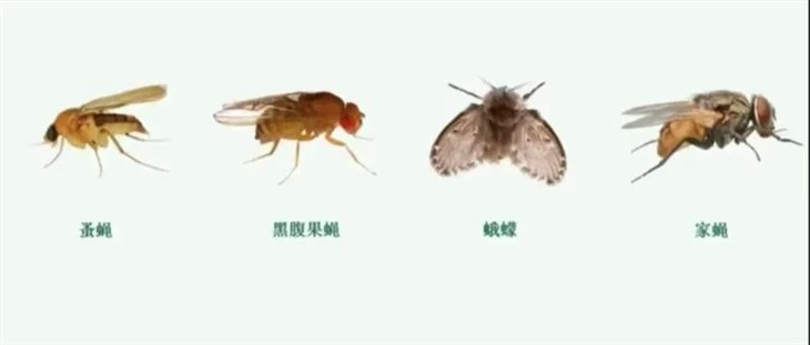 Control pests