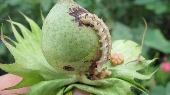 combat cotton bollworm
