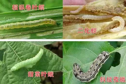 Control pests